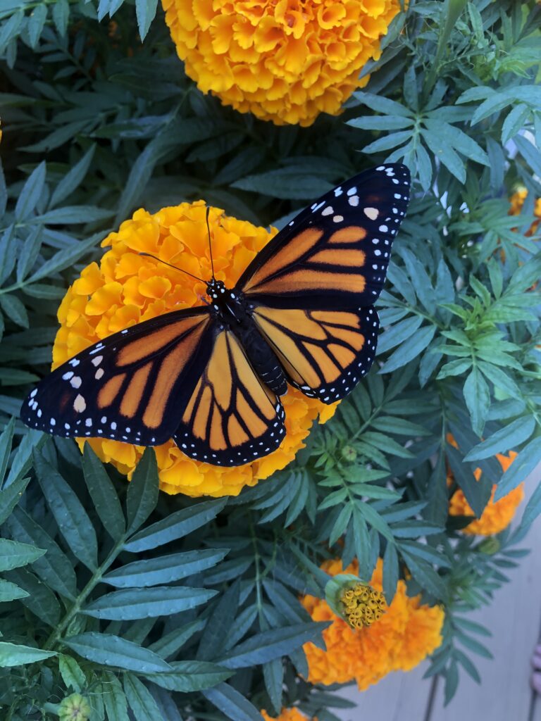 Monarch butterfly on a flower