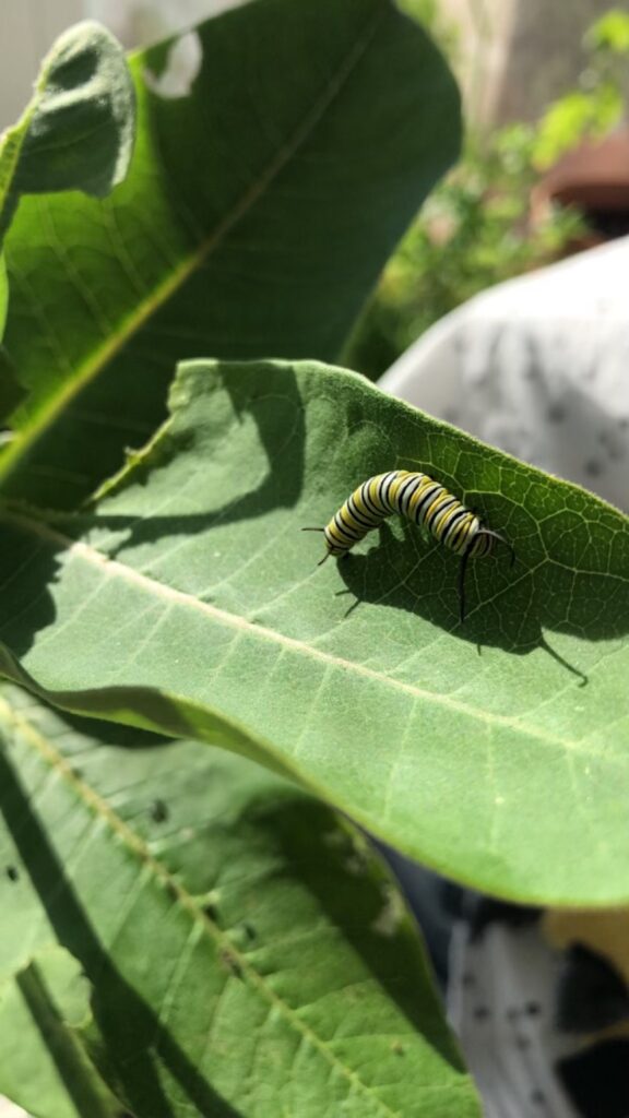 Monarch caterpillar on a leaf